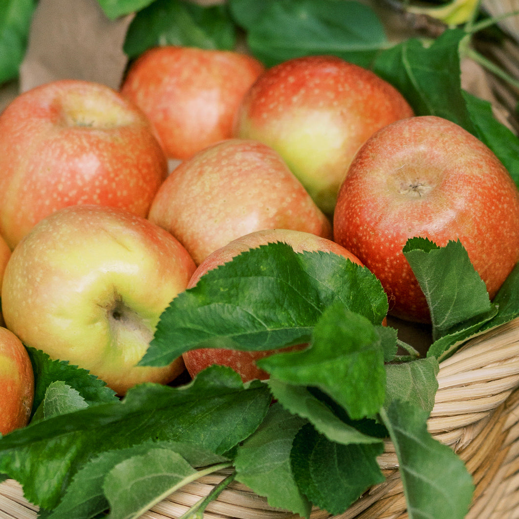 The Gravenstein Apple Fair
